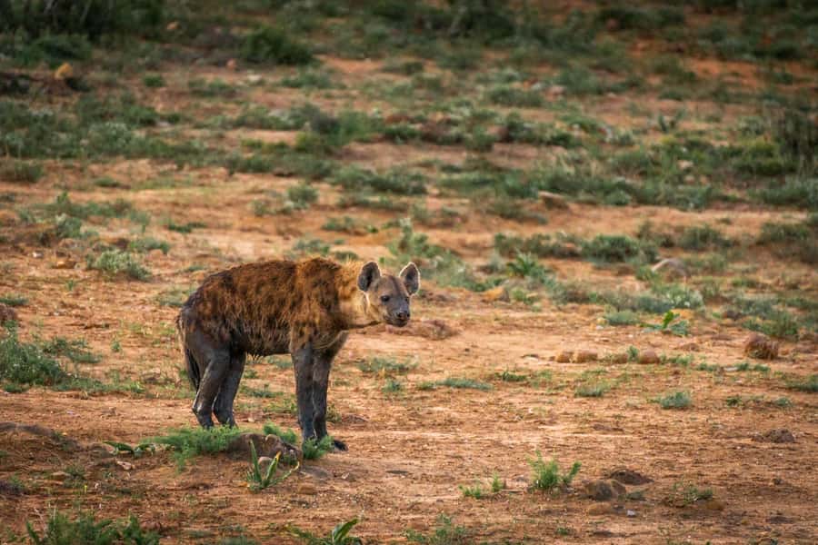 Addo Elephant National Park Full Day Safari with Braai Lunch - The coastal tea/coffee break: a mental reset with a real payoff
