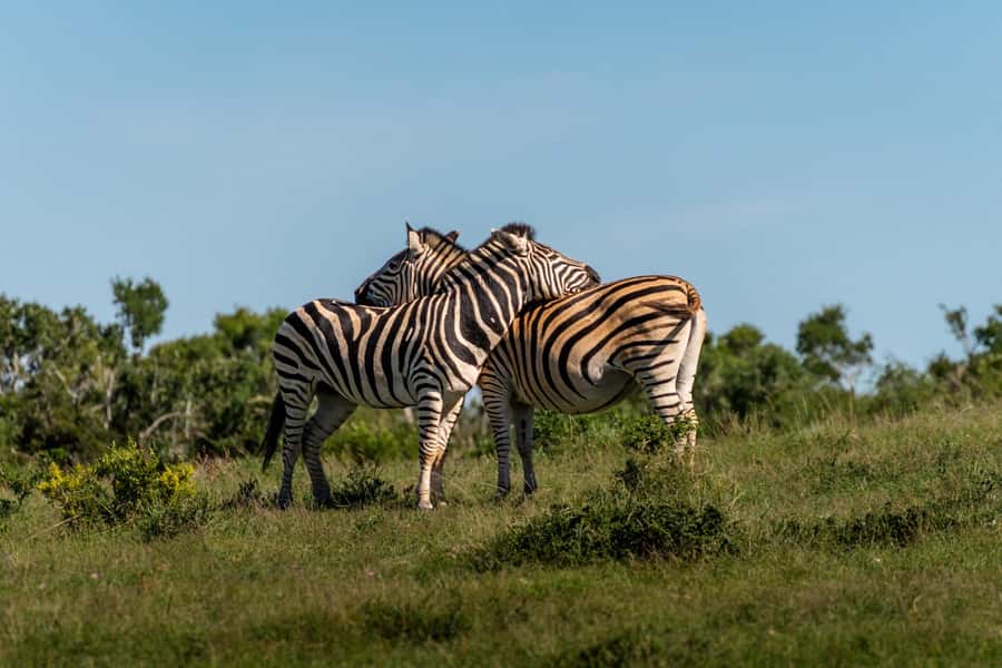 Addo Elephant National Park Full Day Safari with Braai Lunch - The long lunch braai: what’s actually included in the BBQ