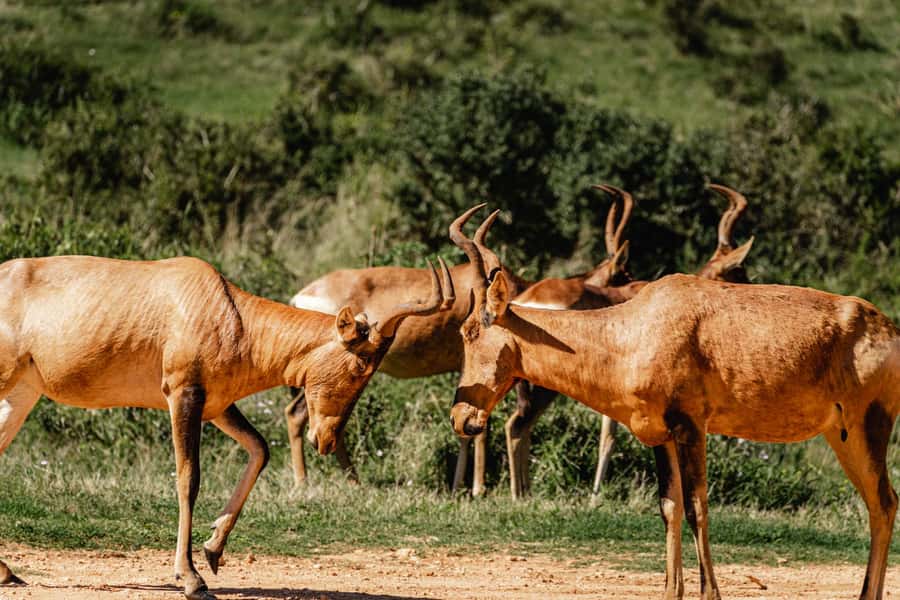 Addo Elephant National Park Full Day Safari with Braai Lunch - Main North waterholes: elephants that cool off depending on weather