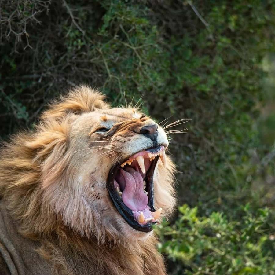 Addo Elephant National Park Full Day Safari with Braai Lunch - Getting picked up from Port Elizabeth: where you’ll meet the vehicle