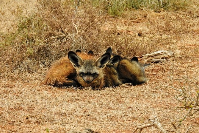 Addo Elephant National Park Full Day Safari - Getting from Port Elizabeth to the South Gate without stress