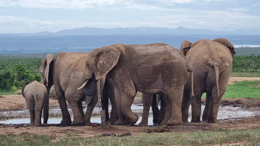 Addo Elephant Park and Giraffe Walk Full Day Safari - Key things I’d plan around