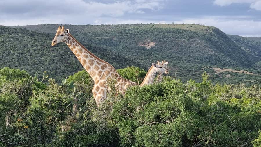 Addo Elephant Park and Giraffe Walk Full Day Safari - Addo Elephant National Park: the real reason this day works