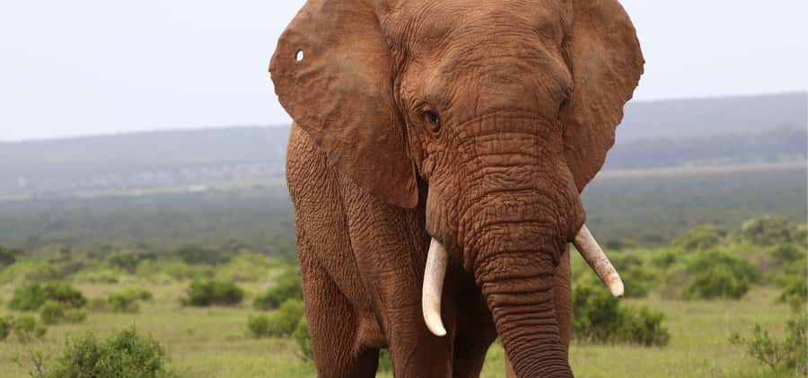 Addo Elephant Park and Giraffe Walk Full Day Safari - Guided giraffe tracking on foot: the rare part