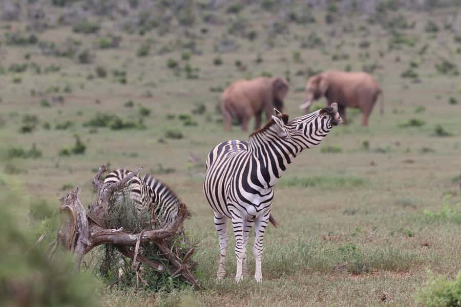 Addo Elephant Park and Giraffe Walk Full Day Safari - When timing matters: fitting a full day into 7 hours