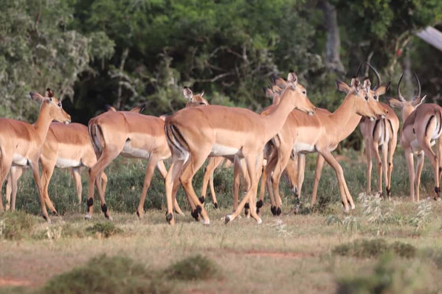 Addo Elephant Park and Giraffe Walk Full Day Safari - Price and value: what you’re really paying for