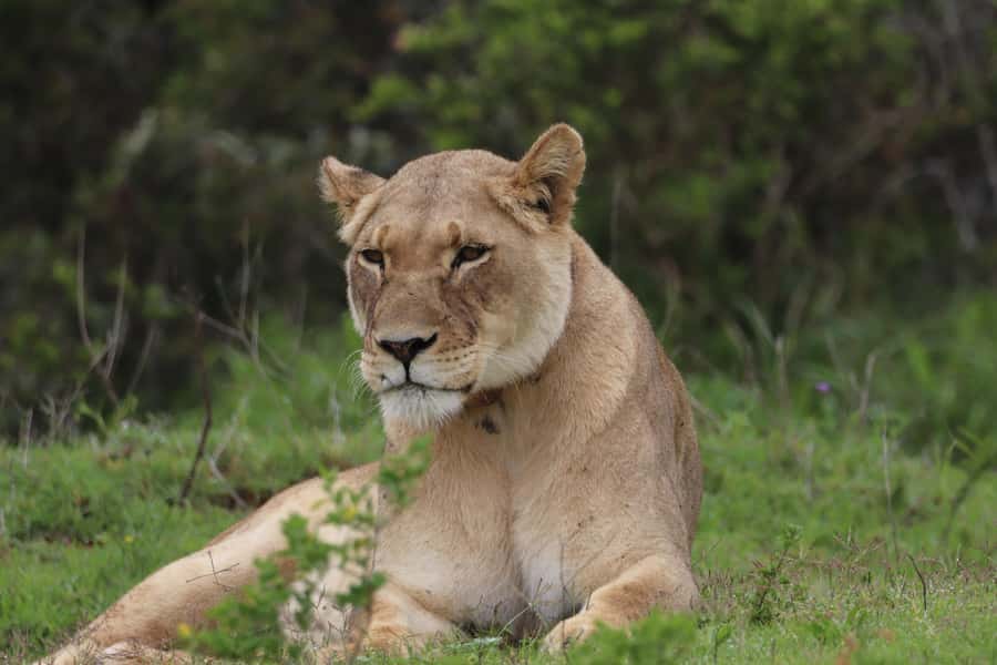 Addo Elephant Park and Giraffe Walk Full Day Safari - The Big Five focus in Addo (and what you might actually see)