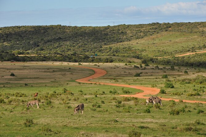 Addo Elephant Park Safari & Shore Excursion from Port Elizabeth - Guides Make Or Break The Day (And Names You Might Hear)