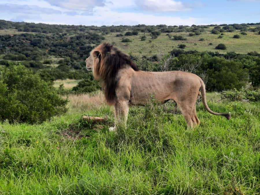Addo Elephant Park:Safari Tour meet Big 5 to be satisfied - Key highlights at a glance