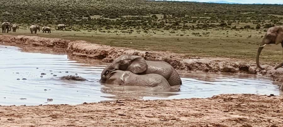 Addo Elephant Park:Safari Tour meet Big 5 to be satisfied - From cruise dock to Addo Gate: how the day actually starts
