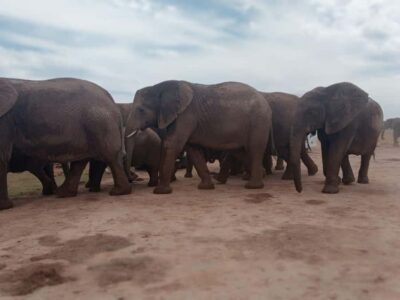 Addo Elephant Park:Safari Tour meet Big 5 to be satisfied - Otto’s safari style: why the searching feels personal