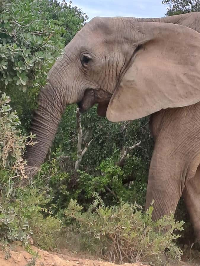Addo Elephant Park:Safari Tour meet Big 5 to be satisfied - Transport, inclusions, and what you’re really paying for