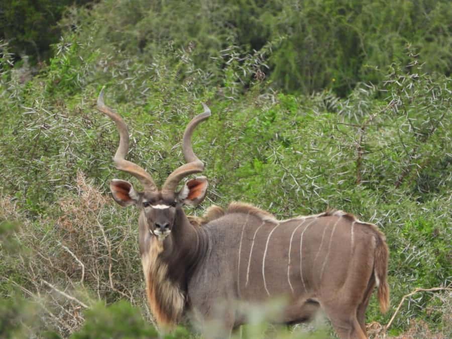 Addo Elephant Park:Safari Tour meet Big 5 to be satisfied - Who this safari fits best