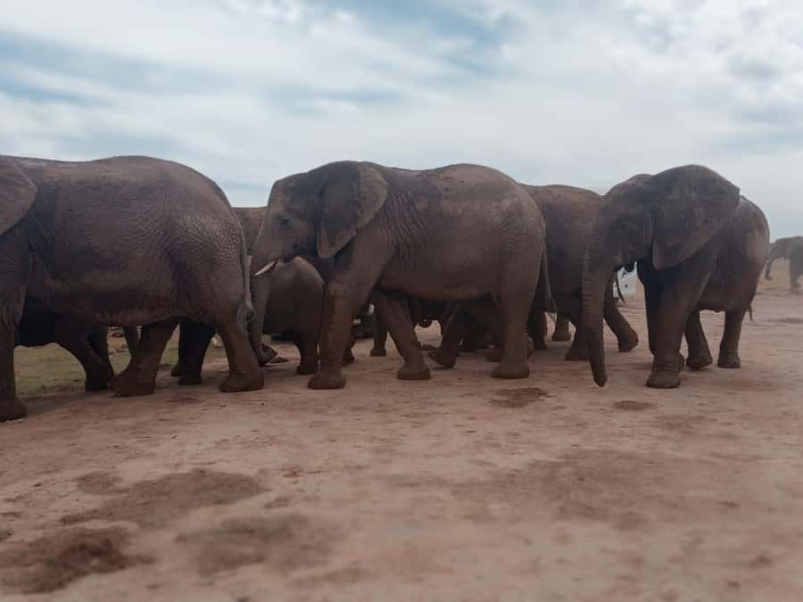 Addo Elephant Park:Safari Tour meet Big 5 to be satisfied - Otto’s safari style: why the searching feels personal