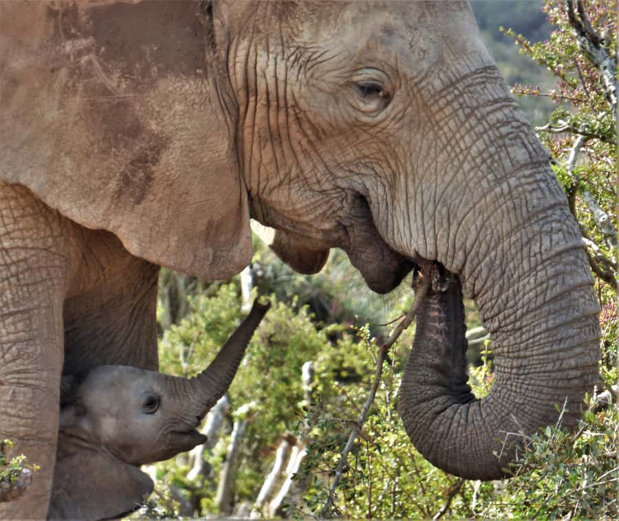 Addo National Park: Guided Half-Day Safari - Key highlights worth planning for