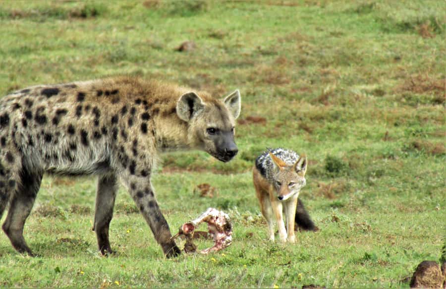 Addo National Park: Guided Half-Day Safari - Photography and viewing tips that actually help