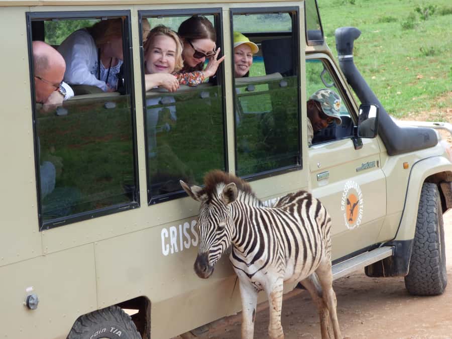 Addo National Park: Guided Half-Day Safari - Where this tour fits in Addo (and why 4 hours works)