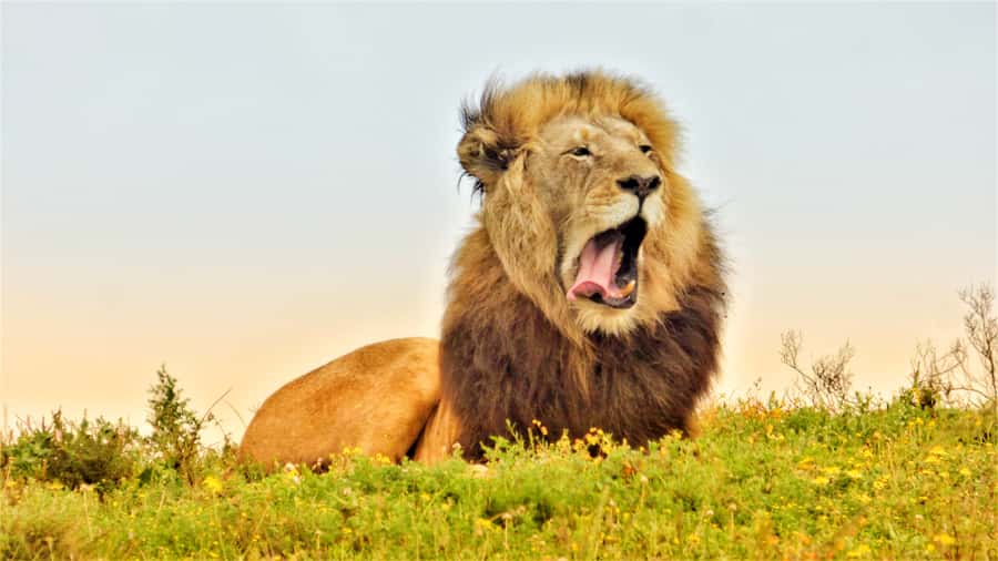 Addo National Park: Guided Half-Day Safari - Your guide’s job: spotting, then telling you what it means