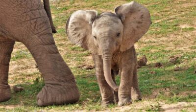 Addo National Park: Guided Half-Day Safari - The ride: closed Toyota Land Cruiser, open viewing angles