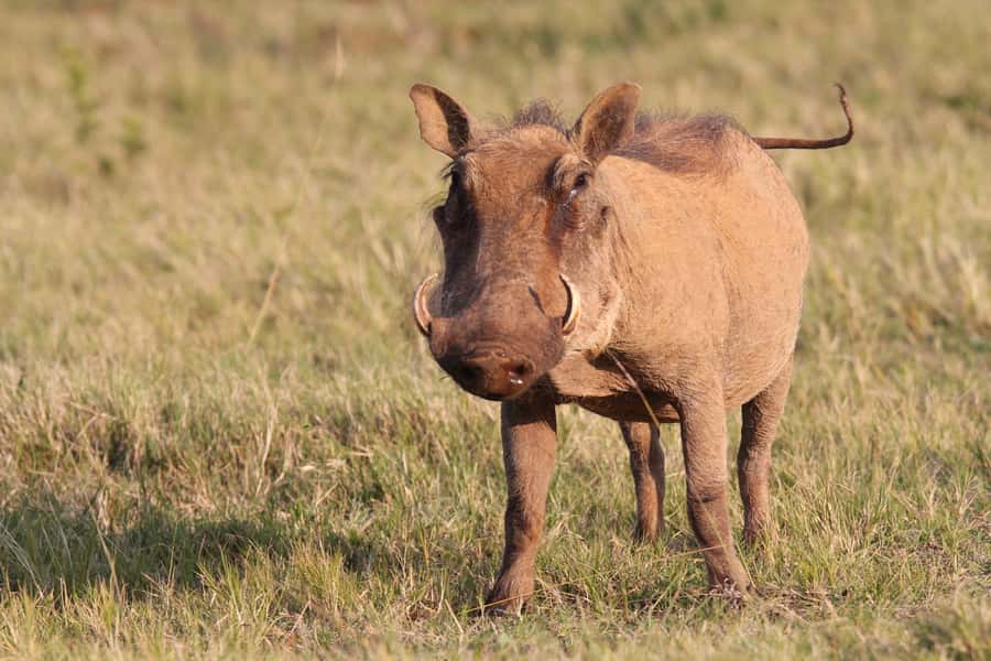 Addo National Park: Guided Half-Day Safari - What you’ll actually do during the 4-hour drive