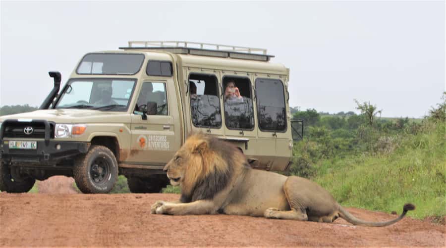 Addo National Park: Guided Half-Day Safari - The Big 5 wording: what to expect realistically