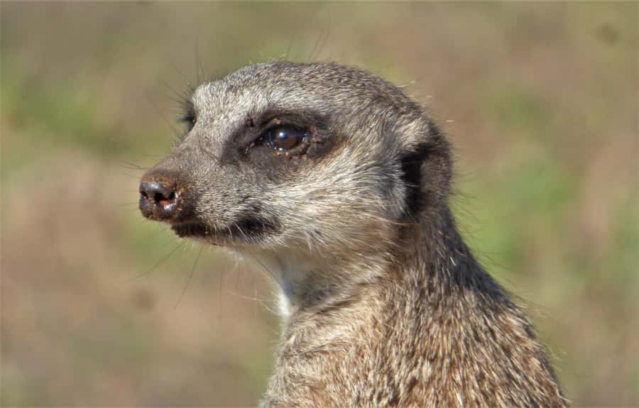 Addo National Park: Guided Half-Day Safari - Snacks, drinks, and the small comfort wins
