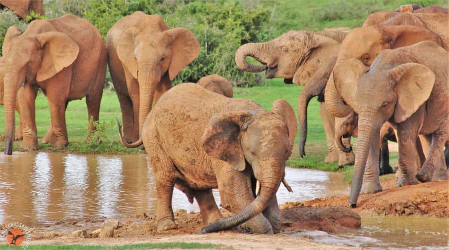 Addo National Park: Guided Half-Day Safari - Pickup and drop-off: the Addo village convenience