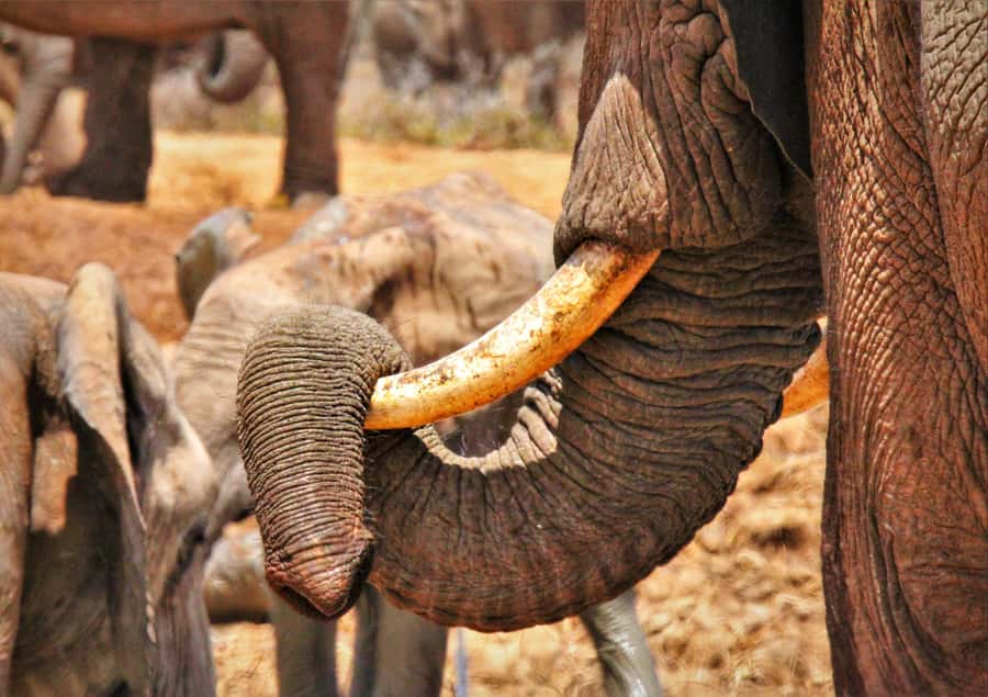 Addo National Park: Guided Half-Day Safari - Price and value: what you’re paying for (and what you’re not)