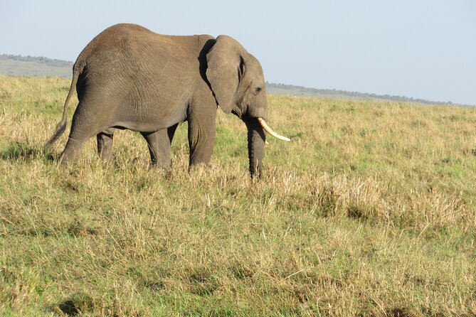 Adventure-fueled 3 Days Maasai Mara Safari - Why the Masai Mara from Nairobi Works for a Short Trip