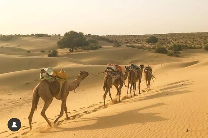Adventure non touristic camel safari - Dinner, Breakfast, and the Vegetarian-Focused Meal Plan