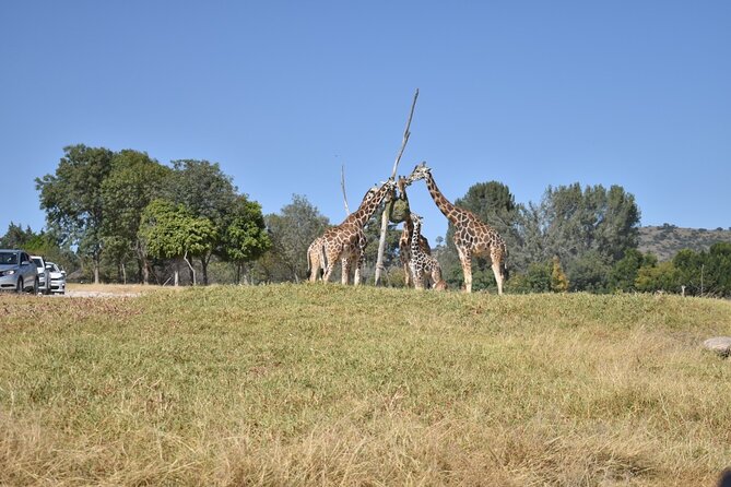 Africam safari (private tour) - Key highlights to know before you go