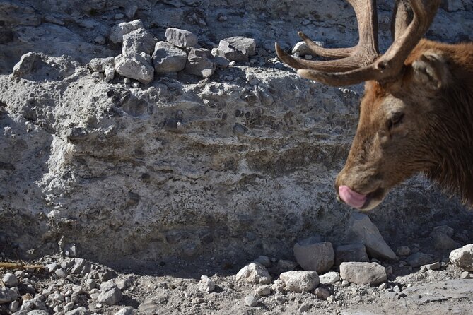 Africam safari (private tour) - Private transport from Puebla and Cholula: the day starts easy