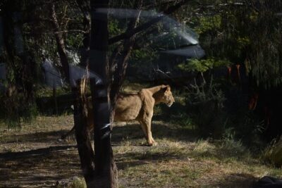 Africam safari (private tour) - Inside Africam Safari: how the 4-hour visit usually unfolds