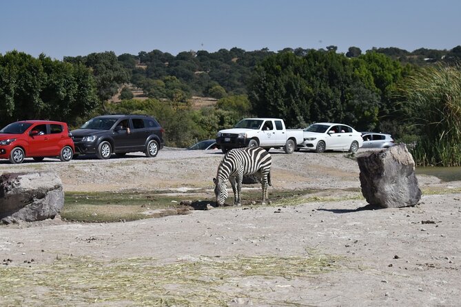 Africam safari (private tour) - The one missing piece: lunch is not included
