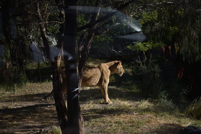 Africam safari (private tour) - Inside Africam Safari: how the 4-hour visit usually unfolds