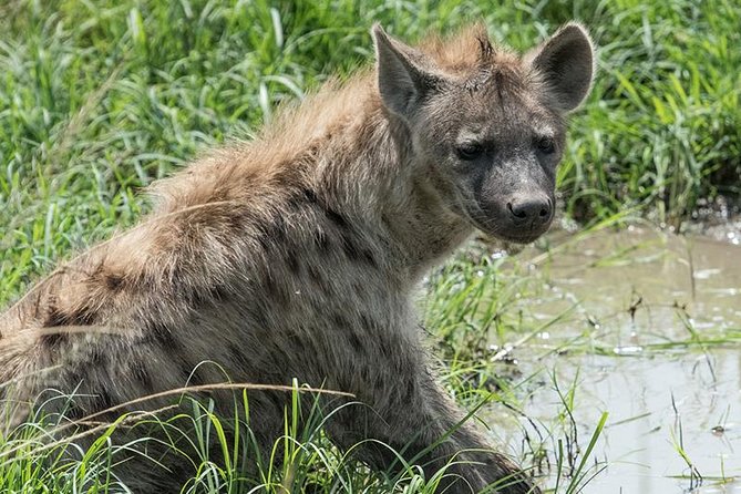 African Wildlife & Nature - 5 Kenya national parks - 6 day Jeep Safari - Hell’s Gate bicycle morning before Maasai Mara arrives