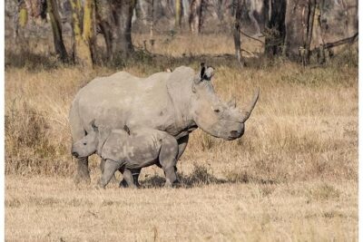 African Wildlife & Nature - 5 Kenya national parks - 6 day Jeep Safari - Lake Naivasha: boat safari and a real walking safari day