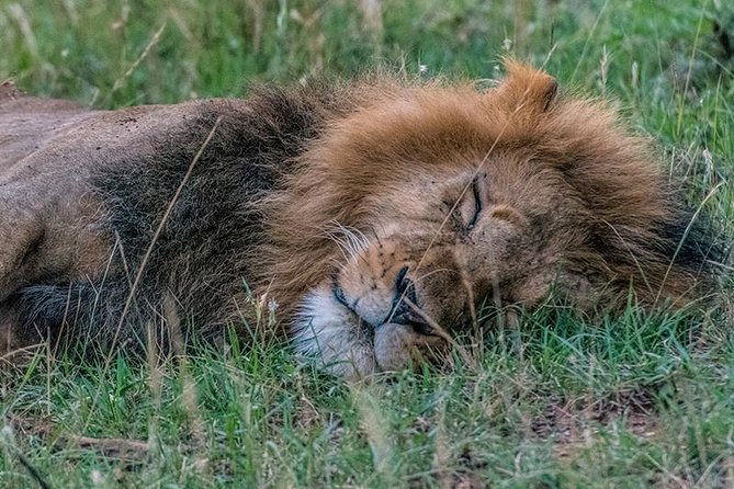 African Wildlife & Nature - 5 Kenya national parks - 6 day Jeep Safari - Maasai Mara full-day game viewing and the Mara River stop
