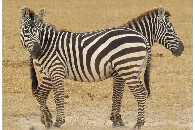 African Wildlife & Nature - 5 Kenya national parks - 6 day Jeep Safari - Who this safari suits best