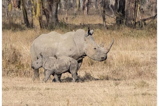 African Wildlife & Nature - 5 Kenya national parks - 6 day Jeep Safari - Lake Naivasha: boat safari and a real walking safari day