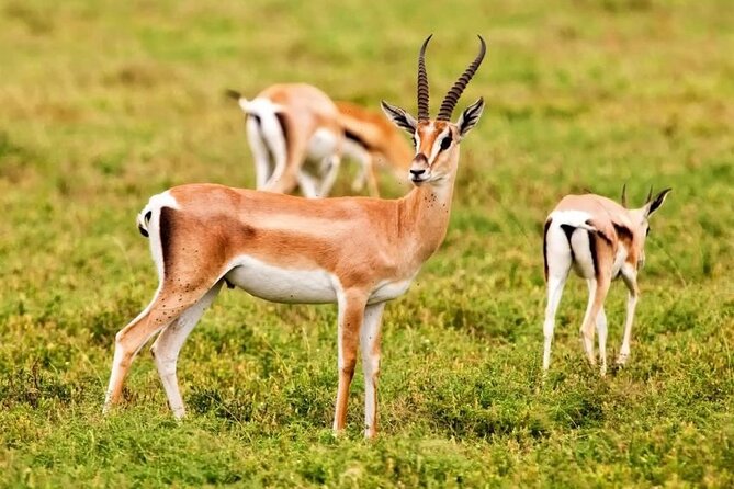 Agadir National Park & 4×4 Jeep Desert Safari Tour with Lunch - Key highlights worth your attention