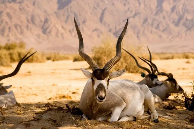 Agadir National Park & 4×4 Jeep Desert Safari Tour with Lunch - The off-road magic of Sidi Rbat beach on the Atlantic