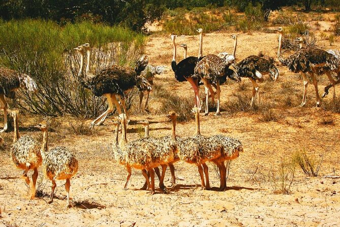 Agadir National Park & 4×4 Jeep Desert Safari Tour with Lunch - Sous River bird breeding site: the best reason to go even when animals are far
