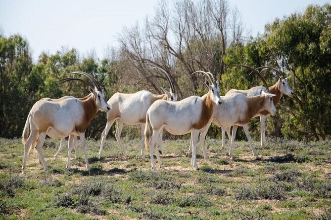 Agadir National Park & 4×4 Jeep Desert Safari Tour with Lunch - Moroccan pottery creation and a souvenir stop that feels connected