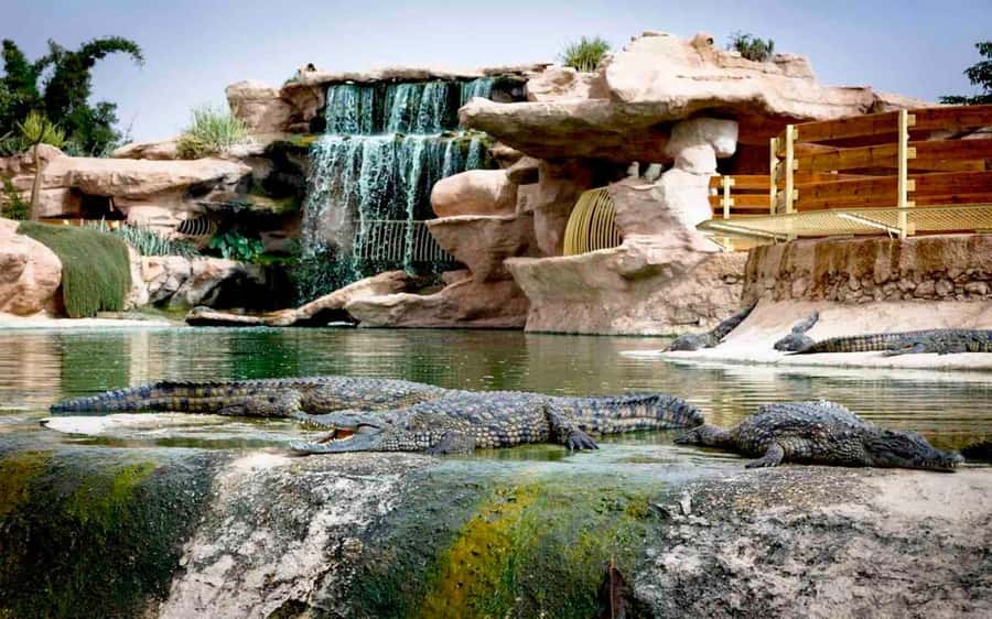 Agadir: Quad Safari with Crocoparc Optional - Argan-tree goats: the stop you’ll remember more than you expect