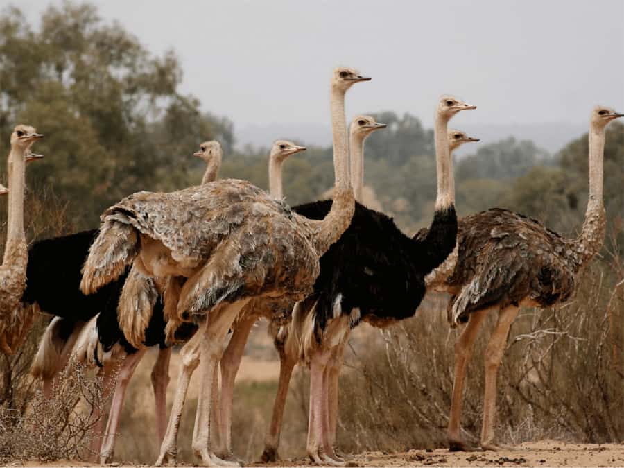 Agadir: Sous Massa National Park Desert Safari Tour & Lunch - Price and value: what $102 actually buys you