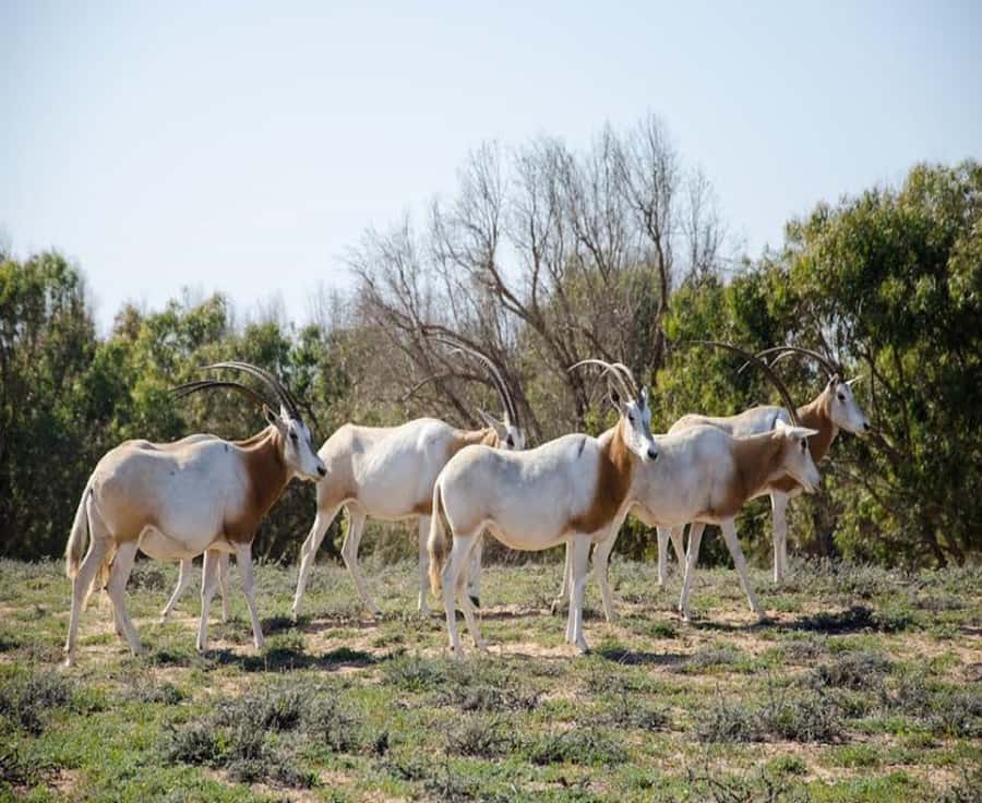Agadir: Sous Massa National Park Desert Safari Tour & Lunch - Souss-Massa National Park: the animals you came for