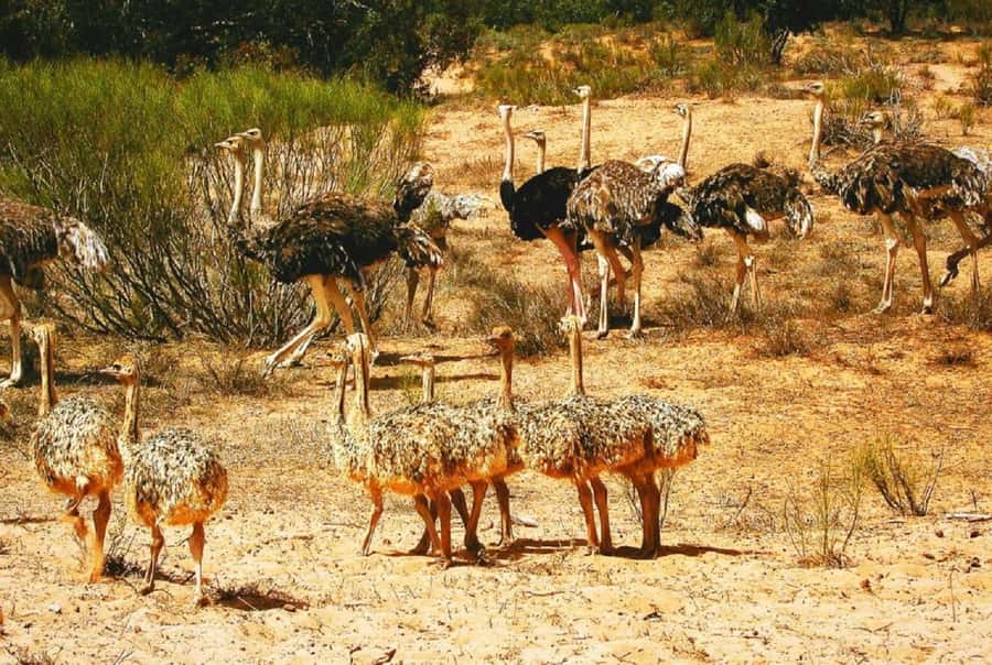 Agadir: Sous Massa National Park Desert Safari Tour & Lunch - Fisherman’s cave and the river of Sous: a birding pause you won’t forget
