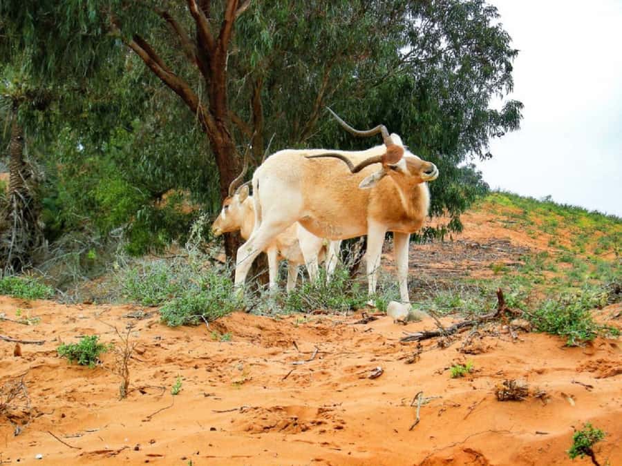 Agadir: Sous Massa National Park Desert Safari Tour & Lunch - Rasmouka banana oasis and the small dunes of Massa