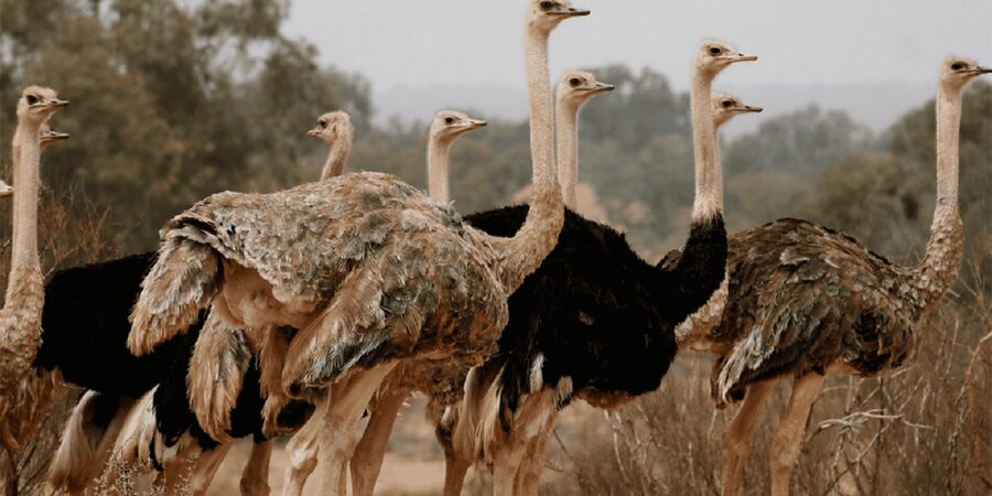 Agadir: Sous Massa National Park Desert Safari Tour & Lunch - Yusuf Ibnu Tachafin dam views and the pottery-making stop